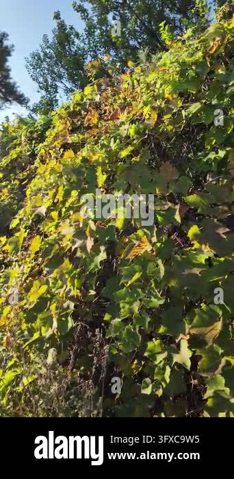 First-person POV walking along a narrow rural dirt road between garden ...
