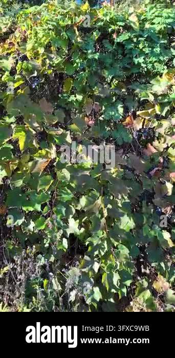 First-person POV walking along a narrow rural dirt road between garden ...