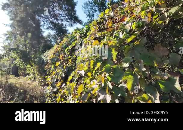 First-person POV walking along a narrow rural dirt road between garden ...