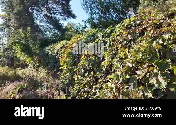 First-person POV walking along a narrow rural dirt road between garden ...