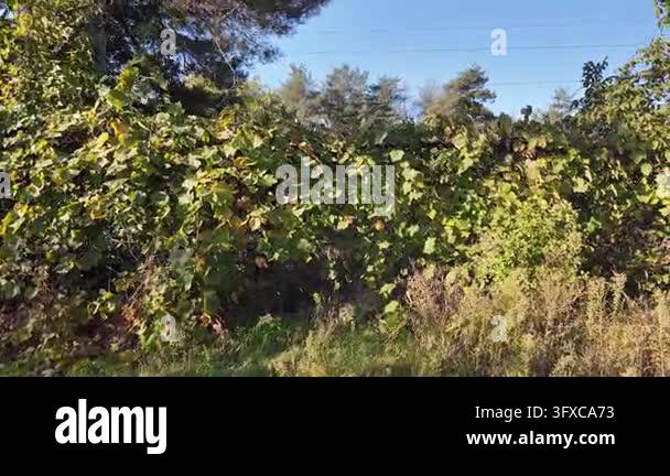 First-person POV walking along a narrow rural dirt road between garden ...