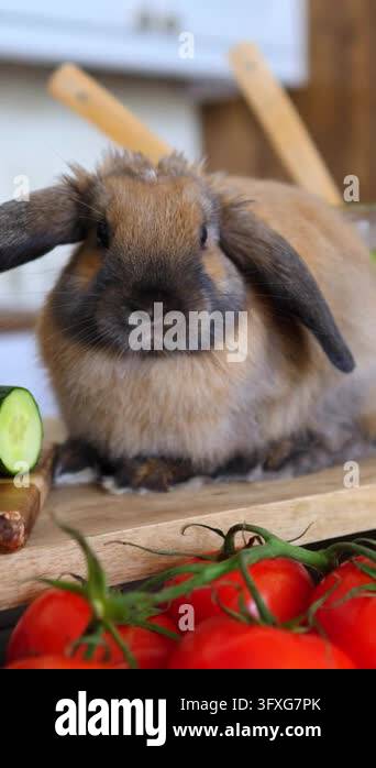 Simple House Frame Vector Brown rabbit with drooping ears rests beside ripe tomatoes on wood ...