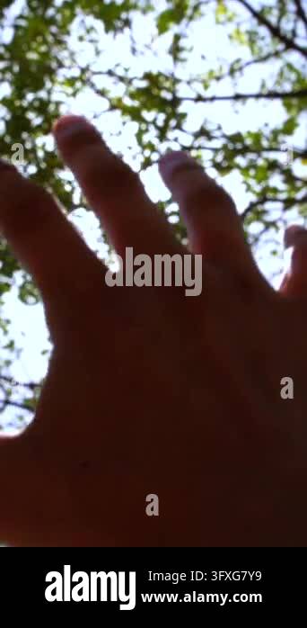 Hand reaches toward bright sun through spring tree branches in sunlit ...