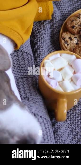 Brown and white dog lies near mug of marshmallows and chocolate chip ...