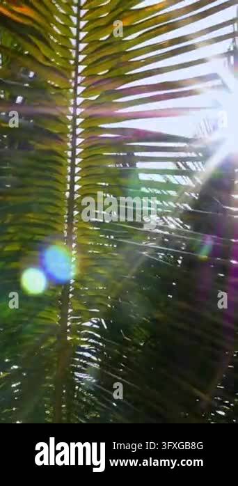 Backlit palm fronds ripple in strong sunlight, showing tropical tree ...