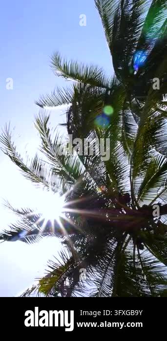 Sunlit palm fronds sway against blue sky, with bright sun flare ...