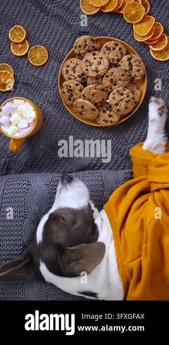 Dog lounges beside cookies and coffee on woven blanket, sleepy pet in ...