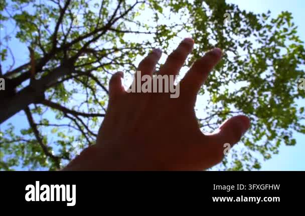 Hand reaches toward bright sun through leafy tree canopy, fingers ...