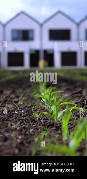 Row of corn seedlings emerges from dark farmland near white farm ...