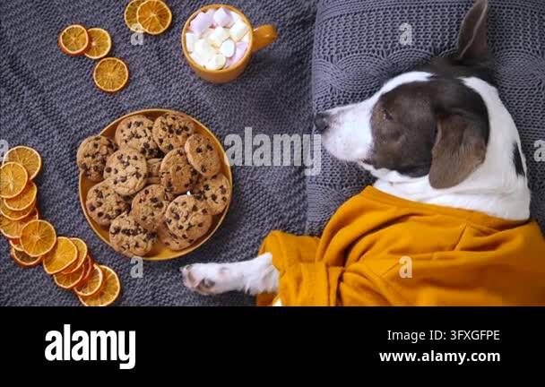 Orange wrapped dog sleeps on gray knit blanket beside cookie plate ...
