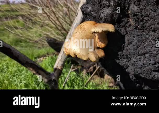 Growing Tree Sign Mushroom growing on charred tree stump Stock Video Footage - Alamy