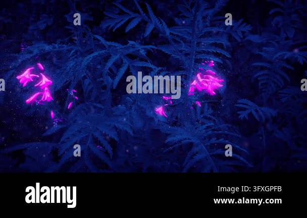 Glowing Flowers And Insects In Magical Forest Stock Video Footage - Alamy
