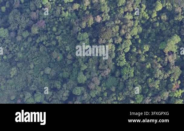 Aerial shot capturing dense green forest canopy with various tree types ...