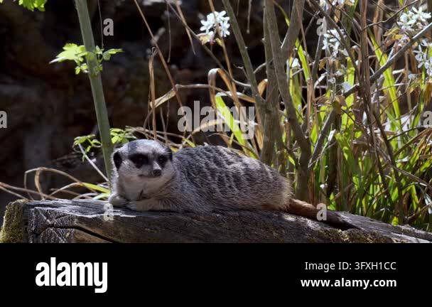 A meerkat rests on a log, looking around its environment with alertness ...