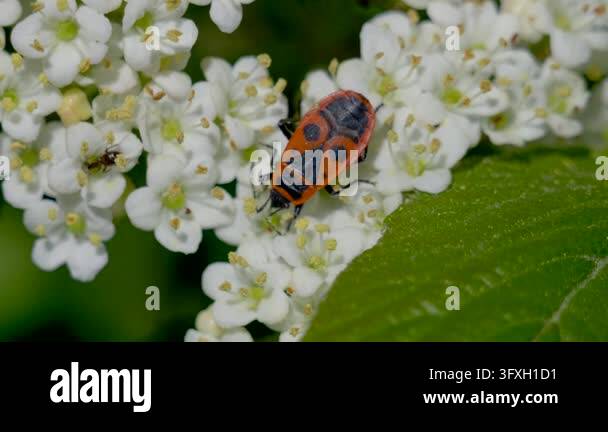 A close-up of a red and black bug crawling on white flowers with green ...