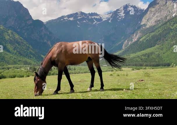 Snowing In Georgia Two brown horses grazing on a green mountain pasture in a sun-drenched ...