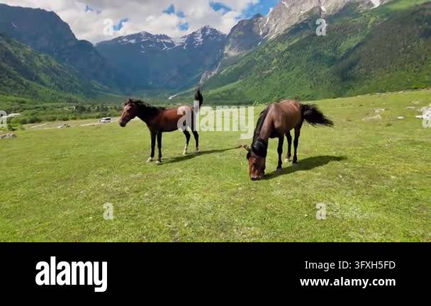 Snowing In Georgia Two beautiful brown horses grazing peacefully on a green meadow in a ...
