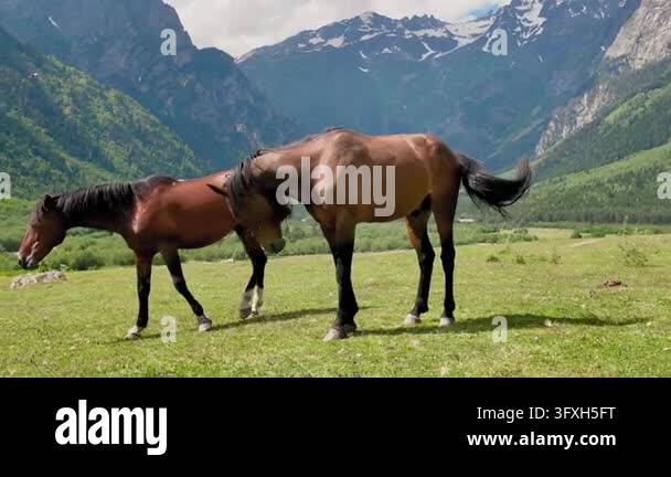 Snowing In Georgia Two brown horses grazing on a green mountain pasture in a sun-drenched ...