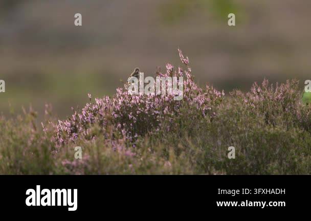 Beautiful Insect Purple Butterfly resting on blooming purple heather Stock Video Footage - Alamy