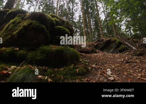 Mossy rocks along forest trail pathway Stock Video Footage - Alamy