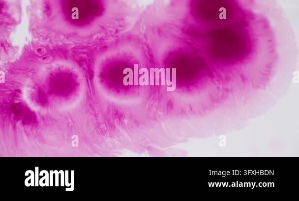 Paint vibrant spatter. Fluid spill. Defocused pink white color chemical ...