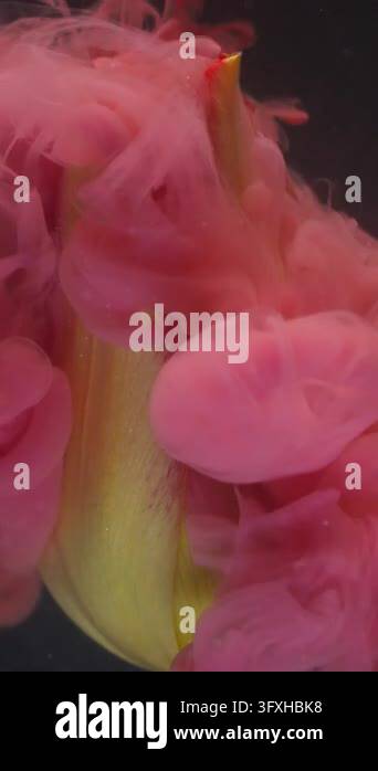 Mist Smoke Color Vertical video. Paint nature. Blend fluid. Blur pink color liquid smoke ...