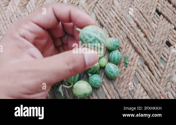 Wild Green Striped Desert Melon Plant Vine With Small wild melonFruits ...