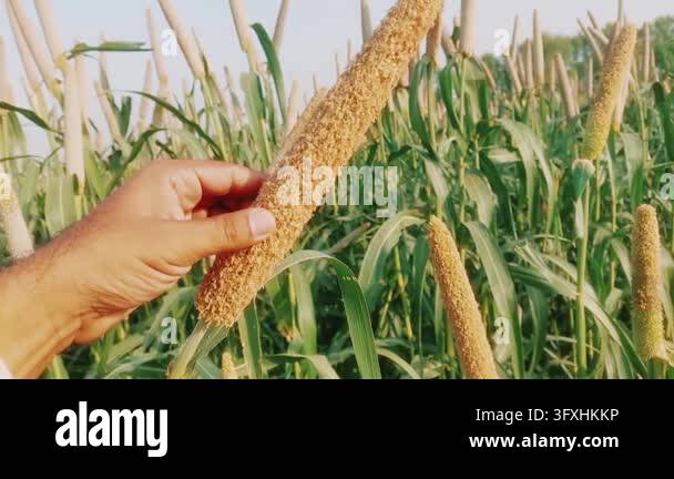 Farmer Examining Mature Golden Pearl Millet Crop In Agricultural Field ...