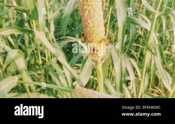 Honeybees Pollinating Flowering Pearl Millet Grain Crop In Agricultural ...