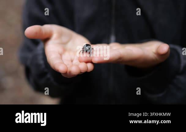 Black beetle moves across outstretched palm while person watches with ...