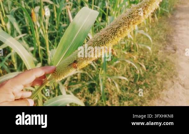 Honeybees Pollinating Flowering Pearl Millet Grain Crop In Agricultural ...