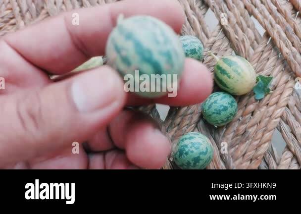 Wild Green Striped Desert Melon Plant Vine With Small wild melonFruits ...