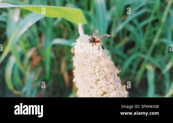 Honeybees Pollinating Flowering Pearl Millet Grain Crop In Agricultural ...