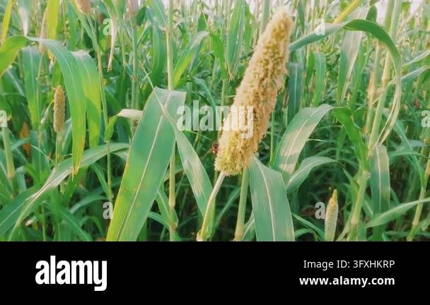 Honeybees Pollinating Flowering Pearl Millet Grain Crop In Agricultural ...
