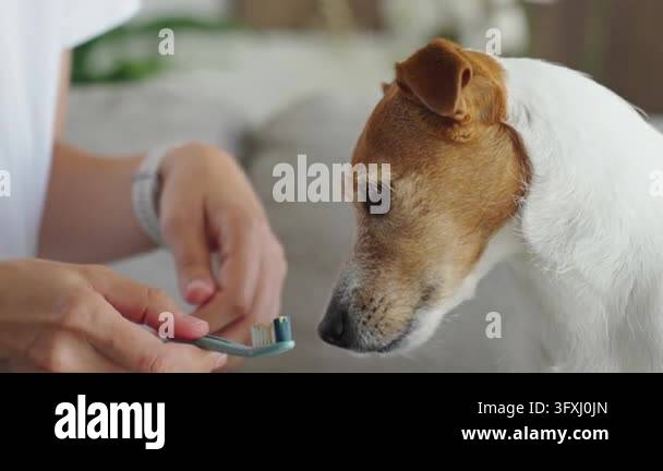 Periodiontax Toothpaste Woman prepares a Jack Russell terrier for first teeth brushing at home ...