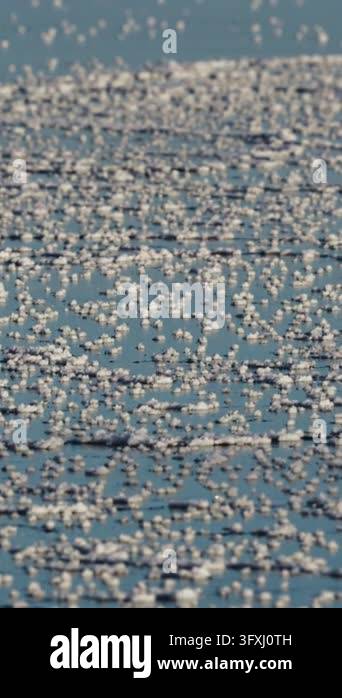 Baltic Sea with thin ice crystals and drifting floes covering calm blue ...