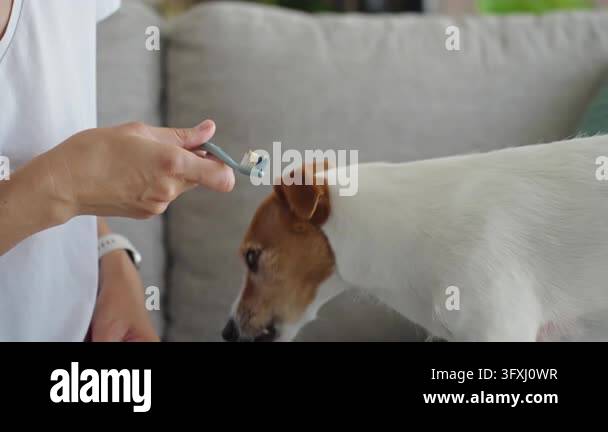 Periodiontax Toothpaste Jack Russell terrier licks toothpaste from a toothbrush held by a woman ...
