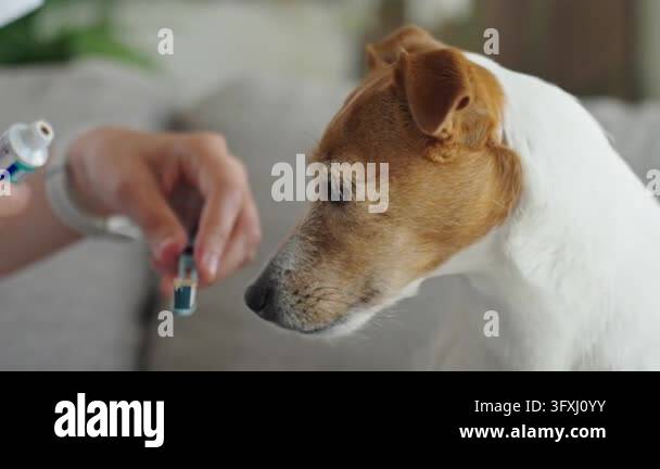 Periodiontax Toothpaste Woman shows a Jack Russell terrier a toothbrush with toothpaste before ...