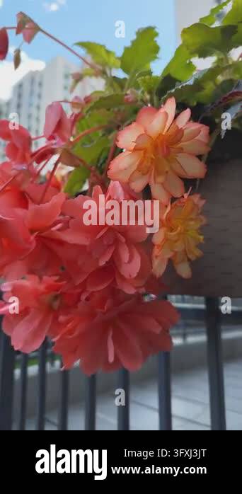 Begonia Flowers Blooming in Balcony Planter Box. Red yellow petal ...