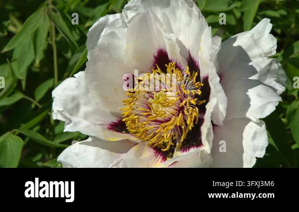 Peony bud flowers bloom in garden. Floral background. Beautiful White ...