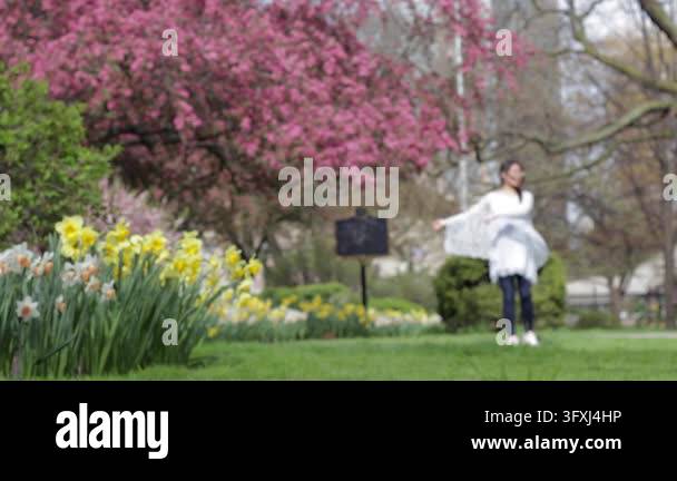 a beautiful view of a cherry tree with a blooming white sakura flowers ...