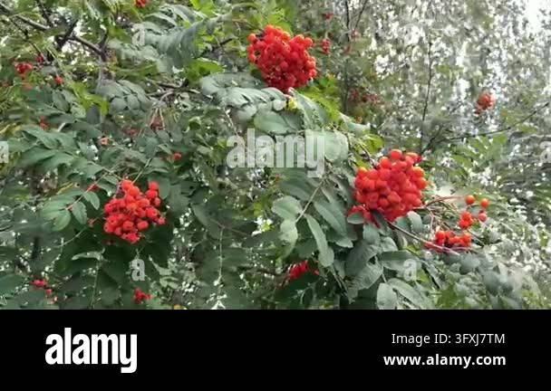 Growing Tree Sign Bright red rowan berries growing in dense clusters among green leaves ...