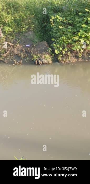 Rivers With Ripples Vertical video showing a calm river flows past a grassy bank with lush ...
