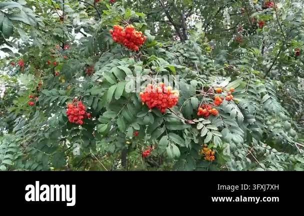 Growing Tree Sign Bright red rowan berries growing on a leafy tree with green foliage in ...