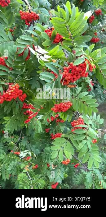 Rowan Tree Planting Bright red rowan berries growing among lush green leaves on mountain ...