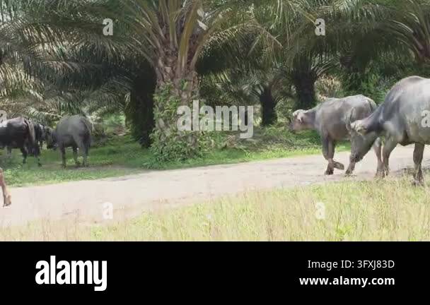 A herd of water buffaloes are walking and grazing in a grassy area with ...