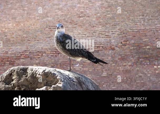 Juvenile seagull standing on a stone in front of an ancient roman brick ...
