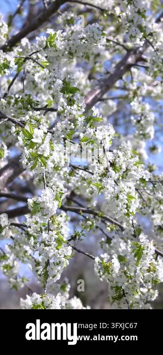 Beautiful cherry tree with abundant white blossoms and green leaves ...