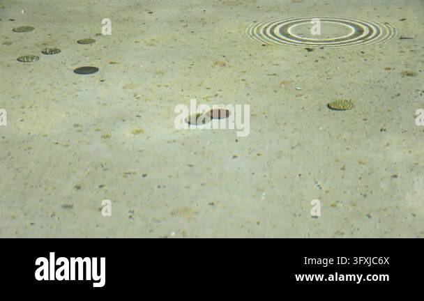 Wish coins lying at the bottom of a clear water fountain with gentle ...