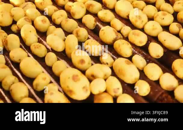 Close-up of freshly washed potatoes moving along a metal conveyor at a ...